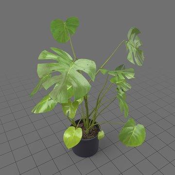 Plant Care & Coding